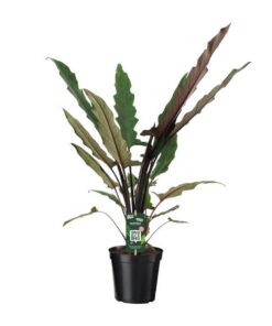 Alocasia Lauterbachiana – 1 Stück – Ø 19 cm – ↕80 cm