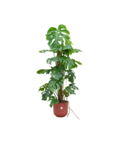 Combi deal – Monstera Pertusum XL inclusief elho Jazz Round rood Ø26 – 120 cm