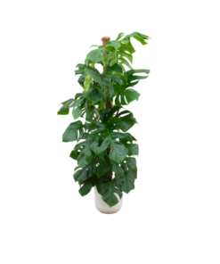 Combi deal – Monstera Pertusum XL inclusief elho Jazz Round wit Ø26 – 150 cm