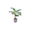 Combi deal – Bananenplant (Musa) inclusief elho Jazz Round lila Ø23 – 120 cm