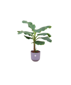 Combi deal – Bananenplant (Musa) inclusief elho Jazz Round lila Ø23 – 120 cm