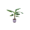 Combi deal – Bananenplant (Musa) inclusief elho Jazz Round lila Ø23 – 100 cm