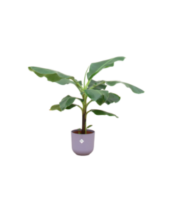 Combi deal – Bananenplant (Musa) inclusief elho Jazz Round lila Ø23 – 100 cm