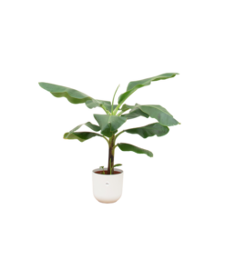 Combi deal – Bananenplant (Musa) inclusief elho Jazz Round wit Ø23 – 100 cm