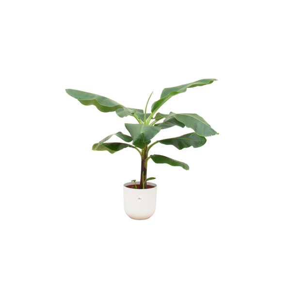 Combi deal – Bananenplant (Musa) inclusief elho Jazz Round wit Ø23 – 100 cm