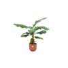 Combi deal – Bananenplant (Musa) inclusief elho Jazz Round rood Ø23 – 100 cm