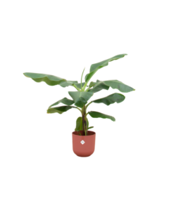 Combi deal – Bananenplant (Musa) inclusief elho Jazz Round rood Ø23 – 100 cm