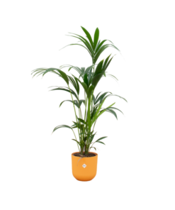 Combi deal – Kentia palm inclusief elho Jazz Round geel Ø26 – 160 cm