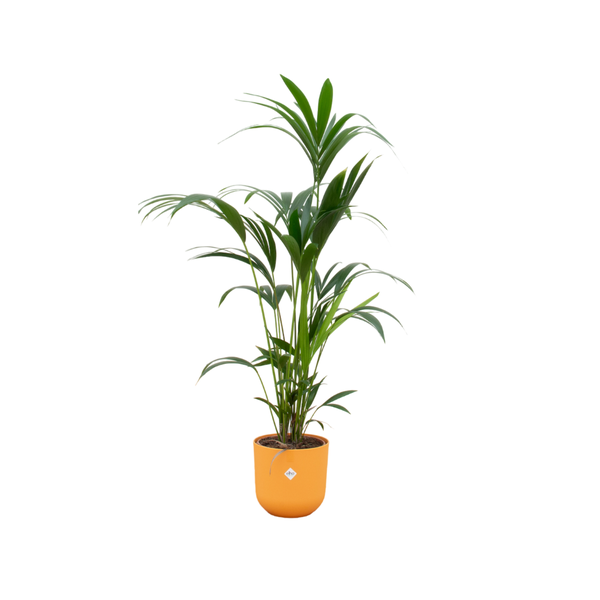 Combi deal – Kentia palm inclusief elho Jazz Round geel Ø26 – 160 cm