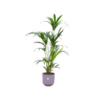 Combi deal – Kentia palm inclusief elho Jazz Round lila Ø26 – 160 cm