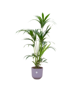 Combi deal – Kentia palm inclusief elho Jazz Round lila Ø26 – 160 cm