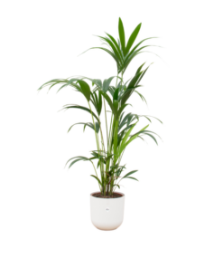 Combi deal – Kentia palm inclusief elho Jazz Round wit Ø26 – 160 cm