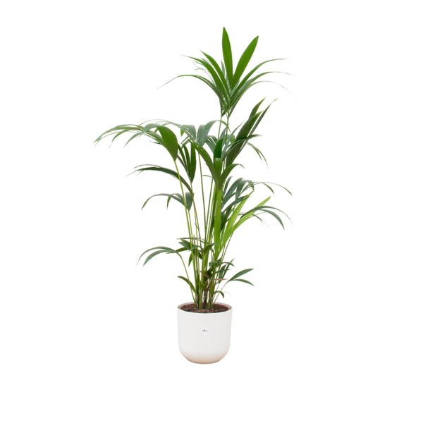 Combi deal – Kentia palm inclusief elho Jazz Round wit Ø26 – 160 cm