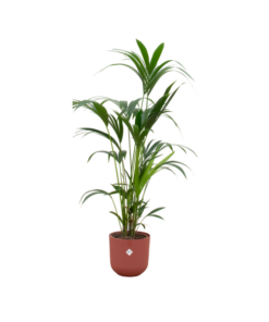 Combi deal – Kentia palm inclusief elho Jazz Round rood Ø26 – 160 cm