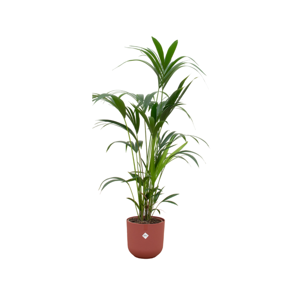 Combi deal – Kentia palm inclusief elho Jazz Round rood Ø26 – 160 cm