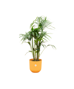 Combi deal – Kentia palm inclusief elho Jazz Round geel Ø26 – 130 cm