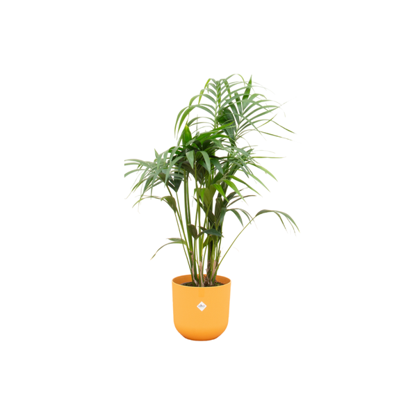 Combi deal – Kentia palm inclusief elho Jazz Round geel Ø26 – 130 cm