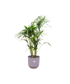 Combi deal – Kentia palm inclusief elho Jazz Round lila Ø26 – 130 cm