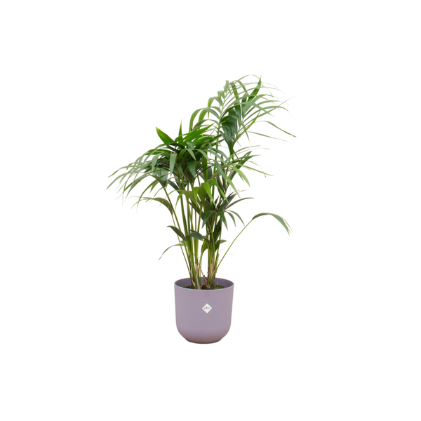 Combi deal – Kentia palm inclusief elho Jazz Round lila Ø26 – 130 cm