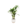 Combi deal – Kentia palm inclusief elho Jazz Round wit Ø26 – 130 cm Combi deal – Kentia palm inclusief elho Jazz Round wit Ø26 – 130 cm