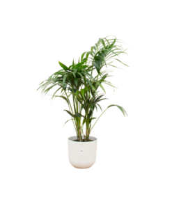 Combi deal – Kentia palm inclusief elho Jazz Round wit Ø26 – 130 cm