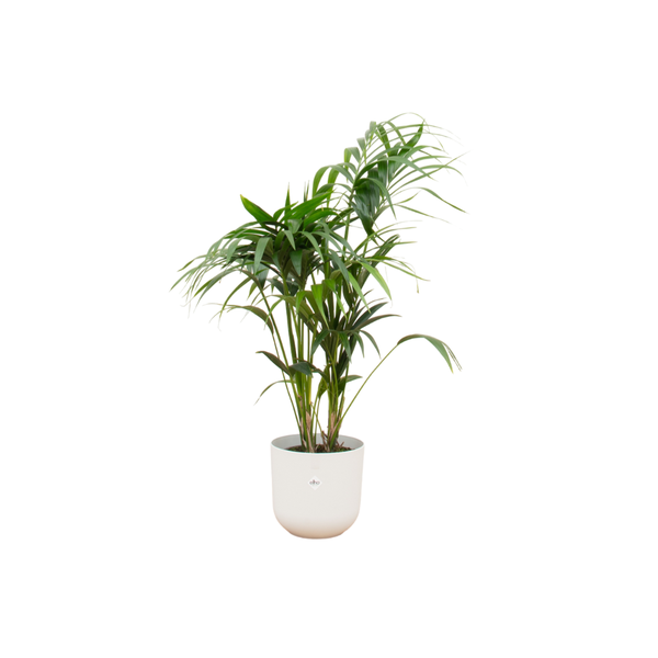 Combi deal – Kentia palm inclusief elho Jazz Round wit Ø26 – 130 cm