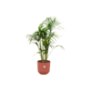 Combi deal – Kentia palm inclusief elho Jazz Round rood Ø26 – 130 cm