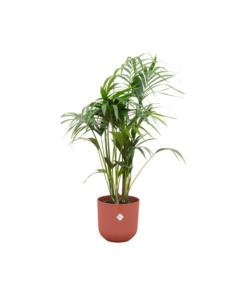 Combi deal – Kentia palm inclusief elho Jazz Round rood Ø26 – 130 cm