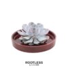 ROOTLESS Succulent Echeveria Lilacina in Schale ‚rot‘ Ø20 cm – ↕5 cm