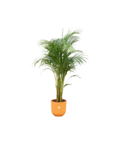 Combi deal – Areca palm inclusief elho Jazz Round geel Ø26 – 140 cm