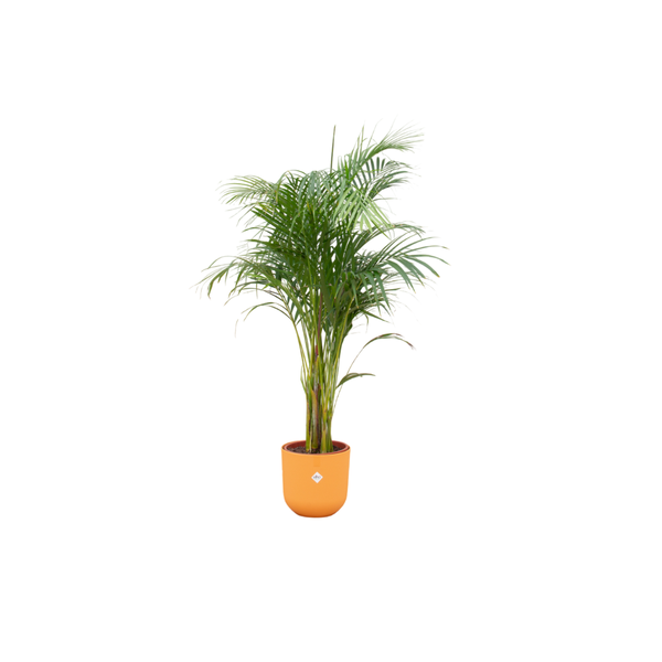 Combi deal – Areca palm inclusief elho Jazz Round geel Ø26 – 140 cm