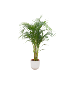 Combi deal – Areca palm inclusief elho Jazz Round wit Ø26 – 140 cm