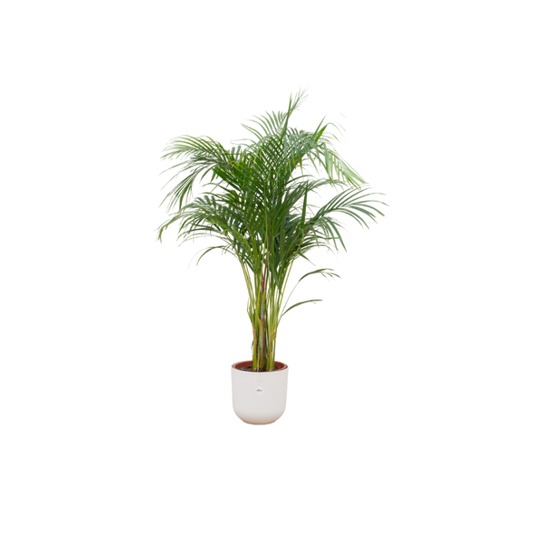 Combi deal – Areca palm inclusief elho Jazz Round wit Ø26 – 140 cm