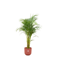 Combi deal – Areca palm inclusief elho Jazz Round rood Ø26 – 140 cm