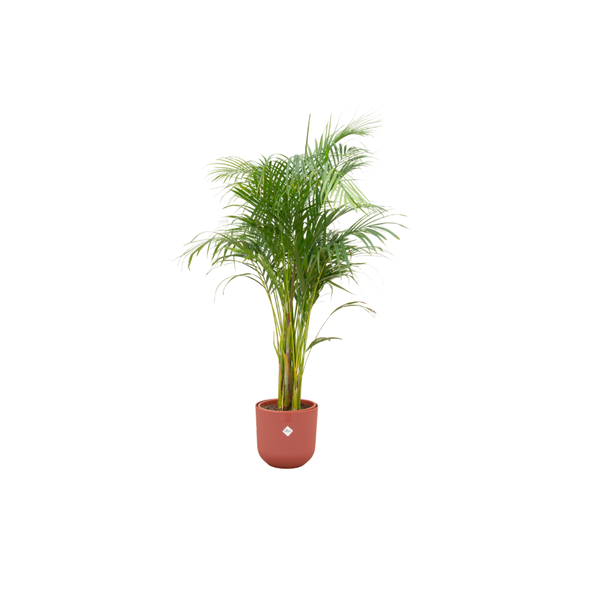 Combi deal – Areca palm inclusief elho Jazz Round rood Ø26 – 140 cm