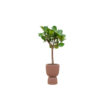 Combi deal – Ficus Lyrata boom inclusief elho Pure Coupe bruin Ø41 – 210 cm