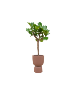 Combi deal – Ficus Lyrata boom inclusief elho Pure Coupe bruin Ø41 – 210 cm