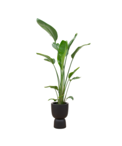 Combi deal – Strelitzia Augusta multi stam inclusief elho Pure Coupe zwart Ø35 – 210 cm