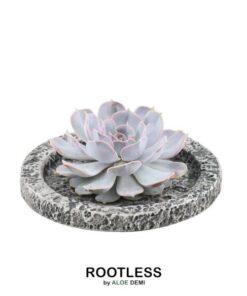 ROOTLESS Succulent Echeveria Lilacina in Schale ‚Concrete‘ Ø20 cm – ↕5 cm