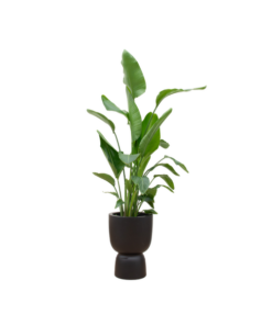 Combi deal – Strelitzia Nicolai inclusief elho Pure Coupe zwart Ø35 – 200 cm