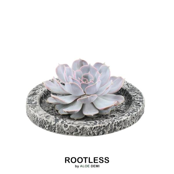 ROOTLESS Succulent Echeveria Lilacina in Schale ‚Concrete‘ Ø20 cm – ↕5 cm