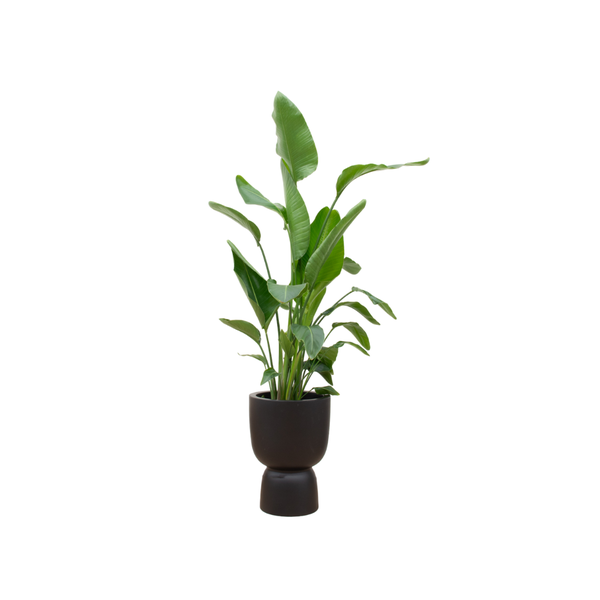 Combi deal – Strelitzia Nicolai inclusief elho Pure Coupe zwart Ø35 – 200 cm