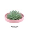 ROOTLESS Succulent Echeveria Pulidonis in Schale ‚rosa‘ Ø20 cm – ↕5 cm