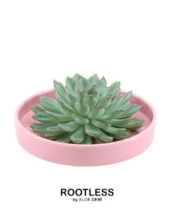 ROOTLESS Succulent Echeveria Pulidonis in Schale ‚rosa‘ Ø20 cm – ↕5 cm