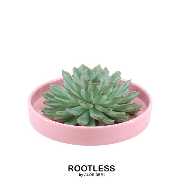 ROOTLESS Succulent Echeveria Pulidonis in Schale ‚rosa‘ Ø20 cm – ↕5 cm