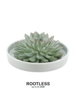 ROOTLESS Succulent Echeveria Pulidonis in Schale ‚grün‘ Ø20 cm – ↕5 cm