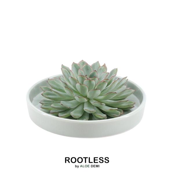 ROOTLESS Succulent Echeveria Pulidonis in Schale ‚grün‘ Ø20 cm – ↕5 cm