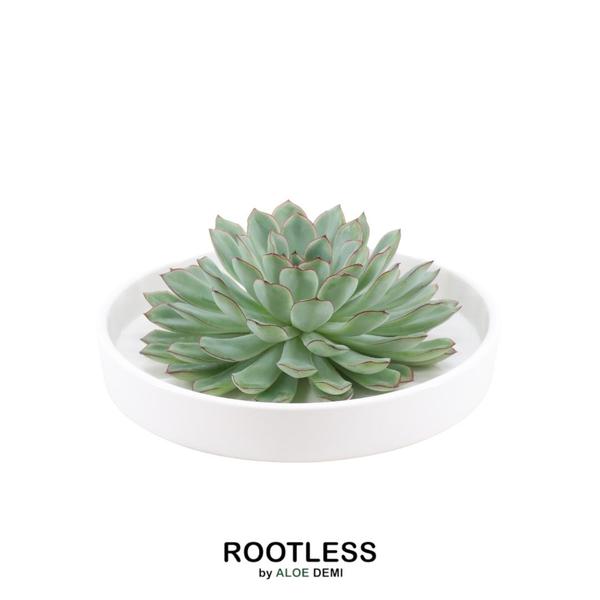 ROOTLESS Succulent Echeveria Pulidonis in Schale ‚weiss‘ Ø20 cm – ↕5 cm