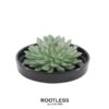 ROOTLESS Succulent Echeveria Pulidonis in Schale ’schwarz‘ Ø20 cm – ↕5 cm