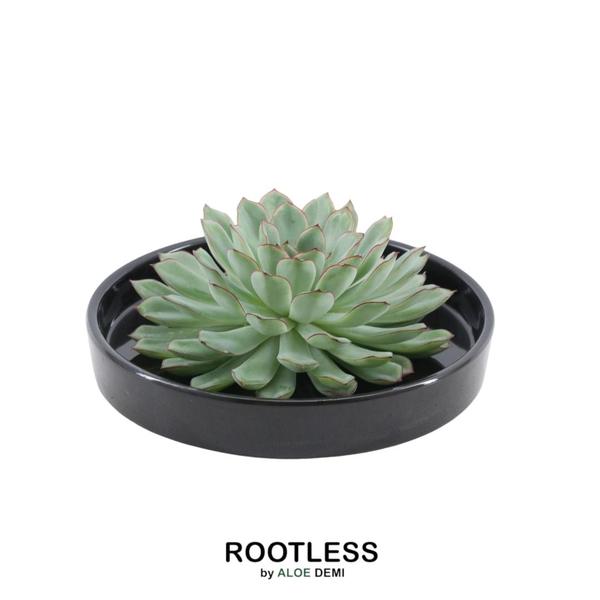 ROOTLESS Succulent Echeveria Pulidonis in Schale ’schwarz‘ Ø20 cm – ↕5 cm